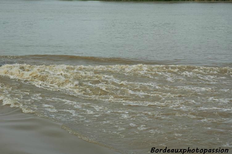 Les eaux de la Garonne sont plus ou moins boueuses. Elles subissent l'influence des marées. Les eaux ne sont jamais aussi claires qu'à la fonte des neiges au printemps.