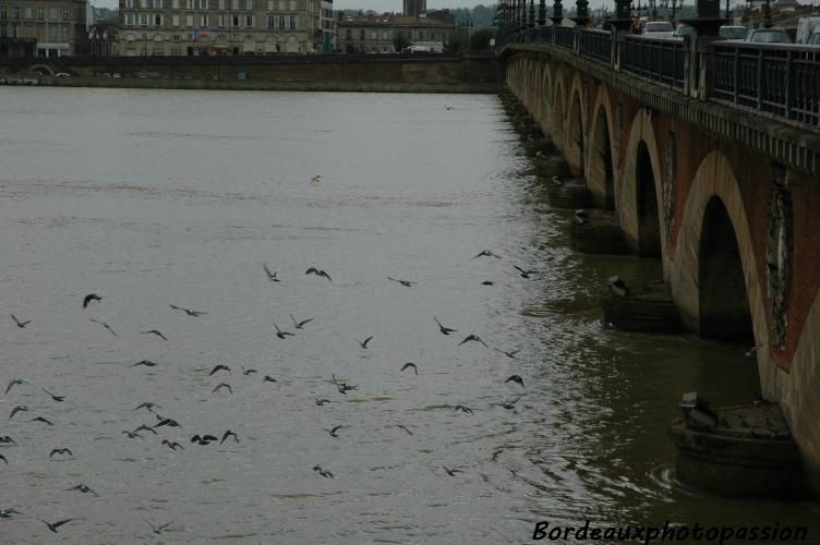 Les rois des quais. Les pigeons vont où ils veulent...au-dessus du fleuve, sur la rive droite, sur la rive gauche.