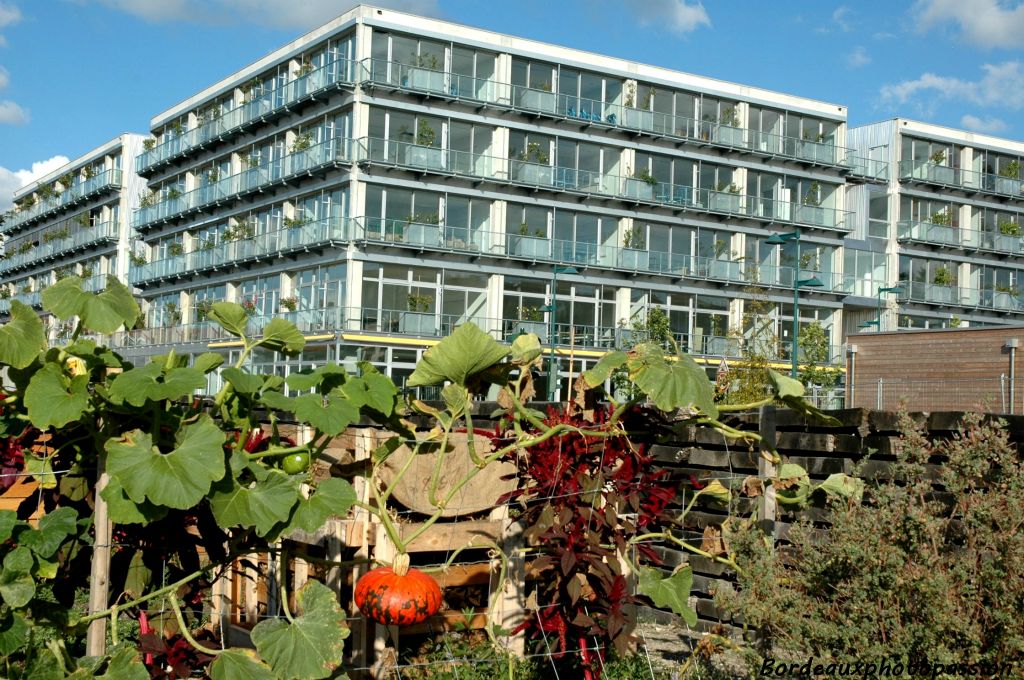 Vu du jardin potager, le pôle de Gestion de l'université Bordeaux IV. Un bâtiment fait de béton, de verre, d'acier et sur les balcons des centaines de rosiers.