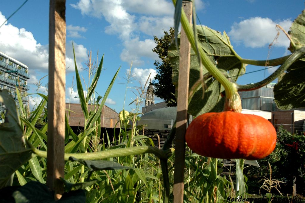 Un jardin potager est à la disposition de quelques bénévoles.