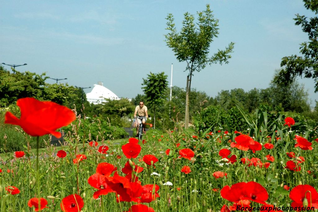 Situé sur les quais des Queyries, il est un point idéal pour voir les paquebots à quai rive gauche. Paquebots, vélo, coquelicots !