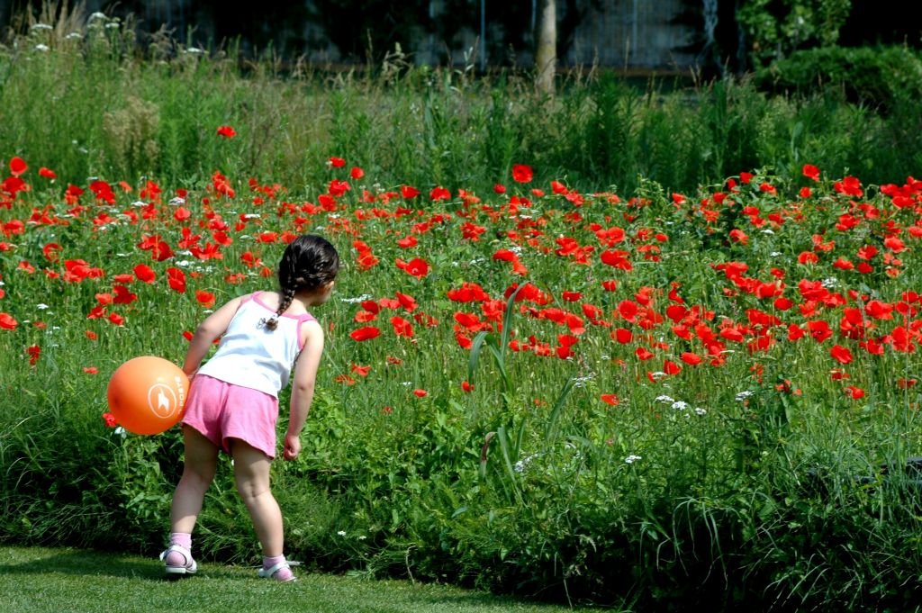 Voir les coquelicots d'un peu plus près !