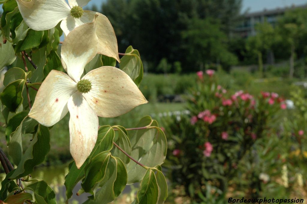 Florilège d'une flore printannière.