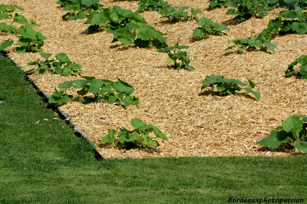 600 m de long sur 100 m de large, les jardiniers ont de quoi planter. Ils peuvent aussi présenter des paillages naturels.