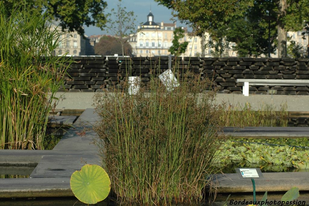 L'hôtel Fenwick, bâti à la fin du XVIIIe siècle sur la rive gauche, n'a jamais vu un tel jardin !