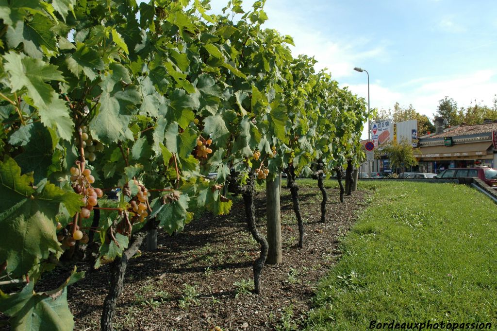 Une vigne entretenue par le service des espaces verts de Bordeaux.