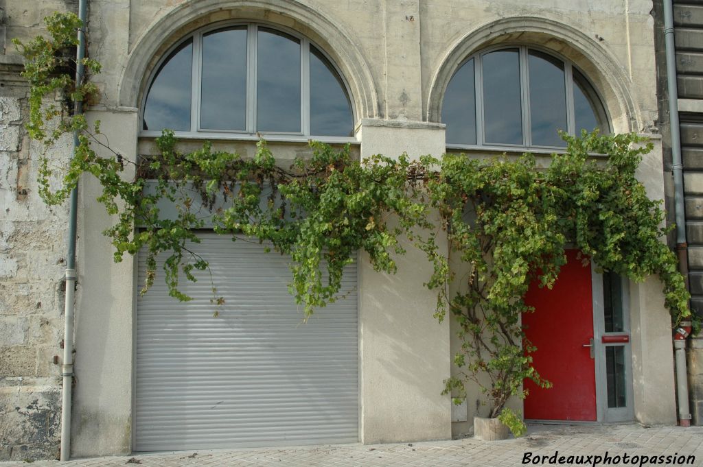 Au n°67 quai de Bacalan, tout près de la Garonne, une treille prend son aise sur la façade.