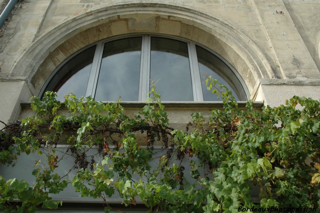 Les raisins blancs n'ont pas dû recevoir cette année leur dose de sulfate de cuivre nécessaire pour lutter contre les maladies de la vigne.