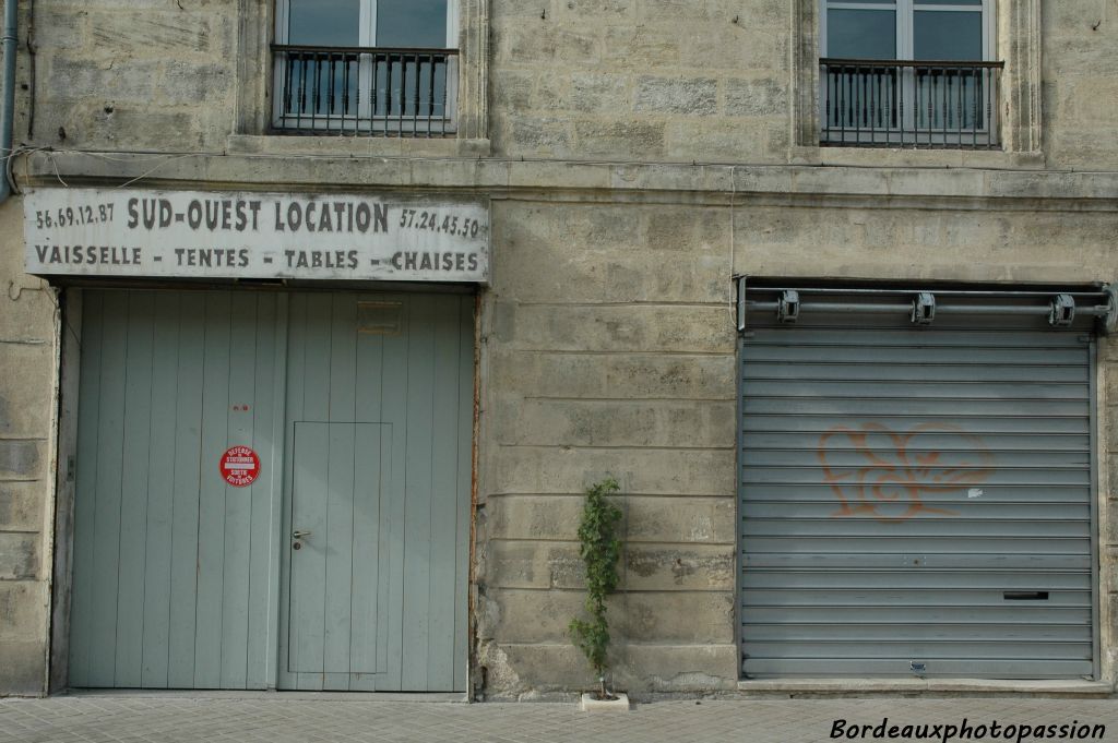 Quelques maisons plus loin, c'est une jeune vigne qui essaie pousser dans la capitale du vin.