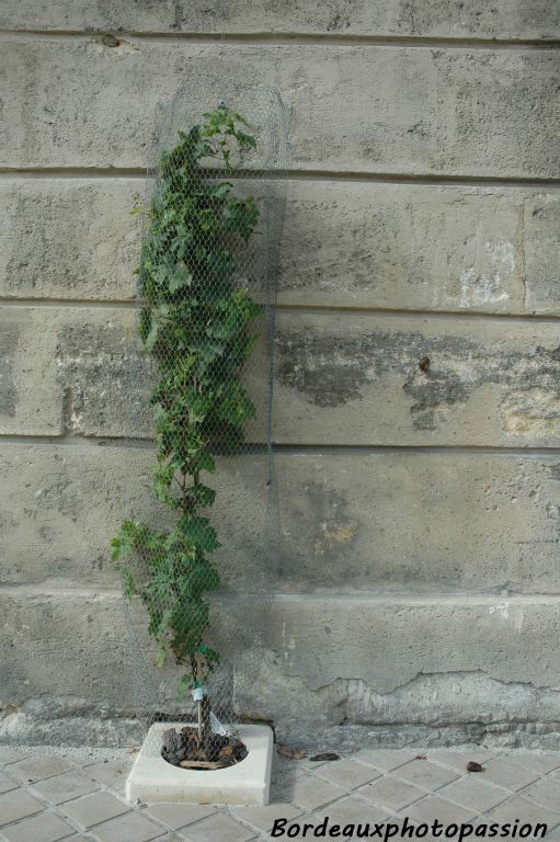 Elle a l'air de se plaire au pied de cette façade.