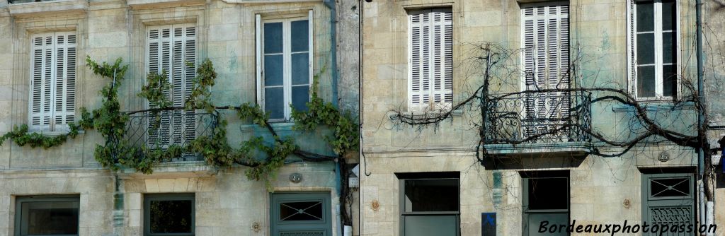 Rue des frères Bonnie, près de la cathédrale Saint André, la treille a laissé son empreinte que ce soit en été comme en hiver.