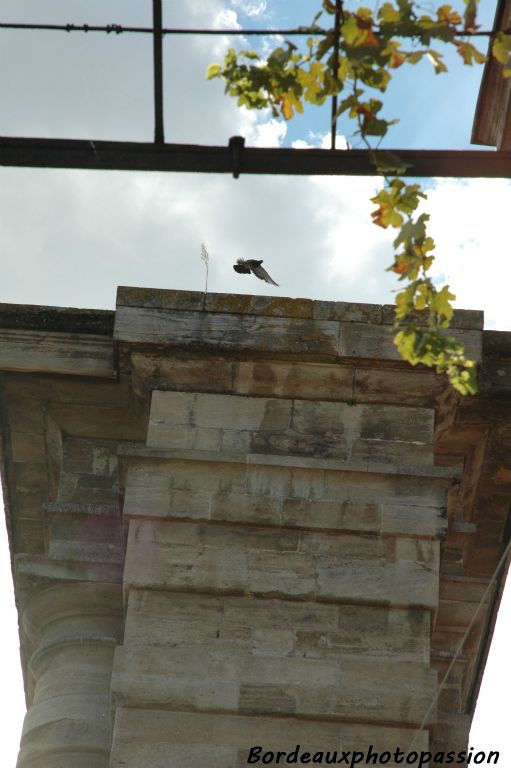 Signalée déjà, avec 4 autres pieds au XVIIIe siècle, la seule rescapée semble bien protégée par la porte d'Aquitaine.