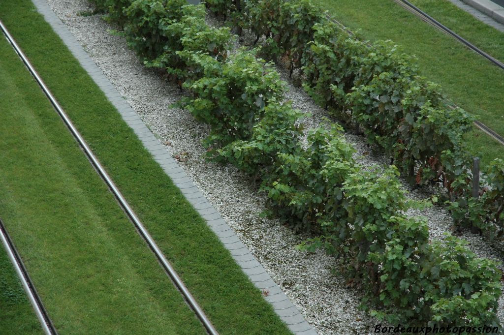 Cette partie de la ville, autrefois marécageuse, n'a pas dû voir un seul pied de vigne pousser sur ses terres peu propices à la viticulture.