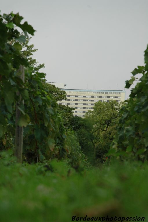 Dans la quartier Saint-Augustin, l'hôpital Pellegrin est visible de partout...