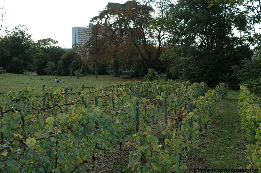 ...y compris du parc de la Béchade. Il manquait une vigne dans la ville de Bordeaux. Elle fut plantée en 2001 par le service des espaces verts et les écoliers du quartier.
