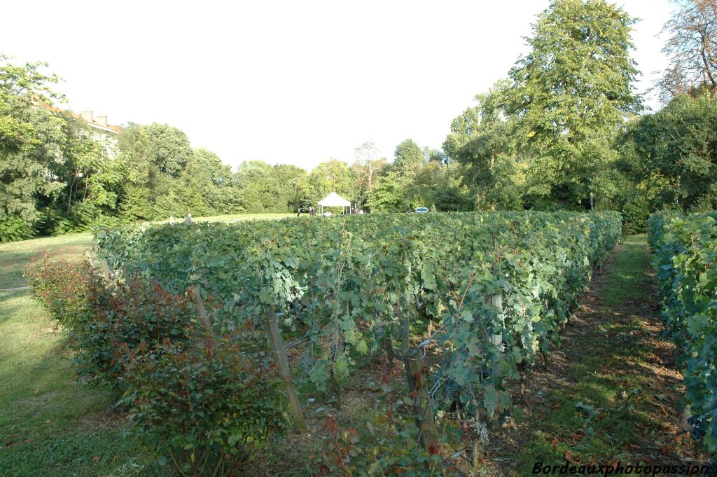 Sur un petit coteau ensoleillé, cette vigne devrait pousser dans d'excellentes conditions.