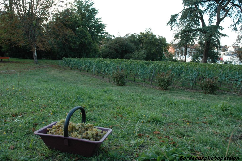 Un panier de raisins bien mûrs à la mi-septembre, c'est tout à fait normal.