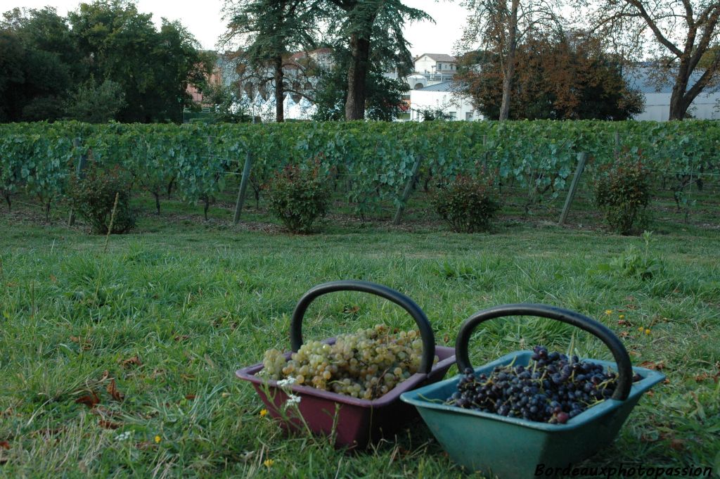 Deux paniers de raisins disposés près de rangs de vignes ? Cela ne trompe pas un Bordelais : les vendanges ne sont pas loin. !