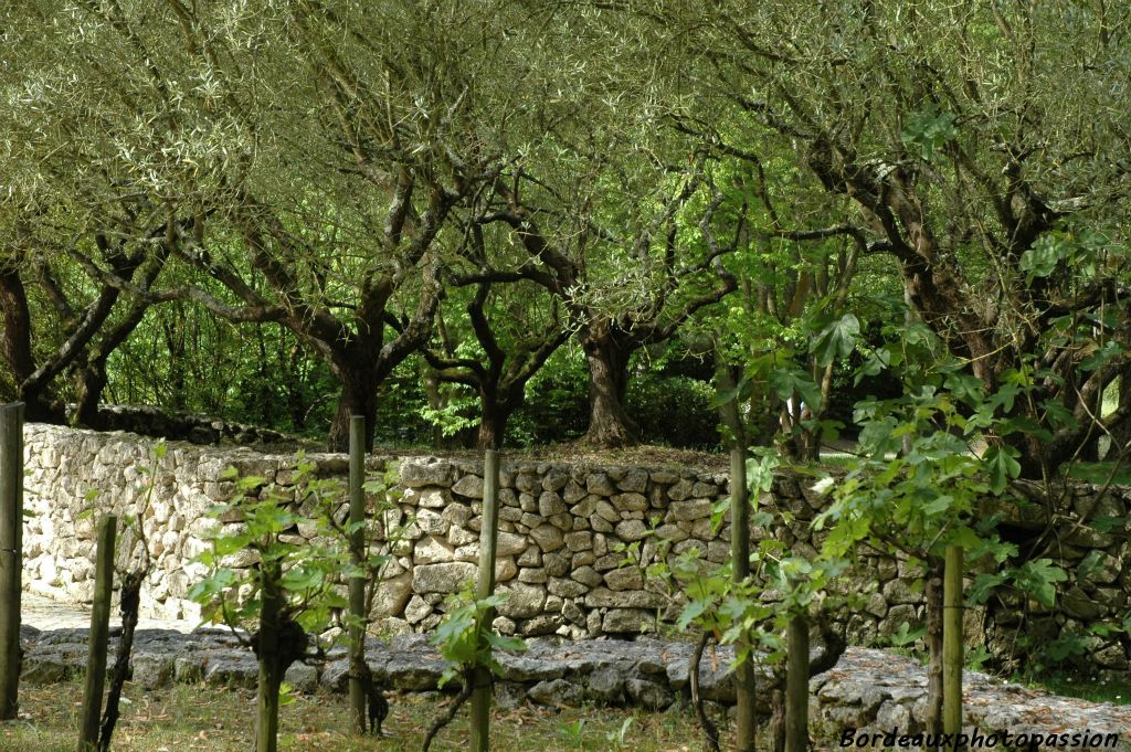Parmi les différents jardins du monde présentés, un coin méditarranéen où poussent en harmonie la vigne, le figuier et l'olivier.