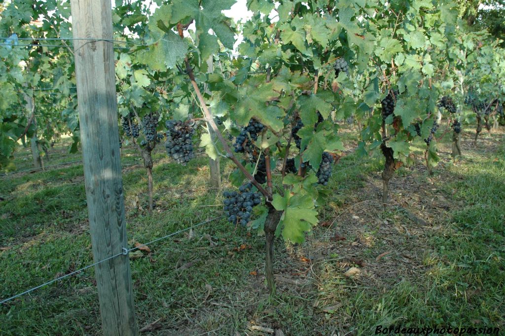 En pénétrant dans les rangs, on peut reconnaître le cabernet-sauvignon, cépage roi du Bordelais...