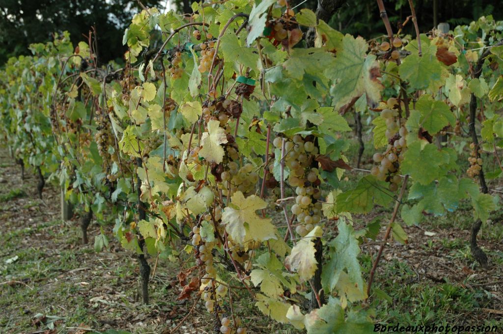 Un peu plus haut, quelques rangs de chasselas, un raisin de table très apprécié pour sa douceur.