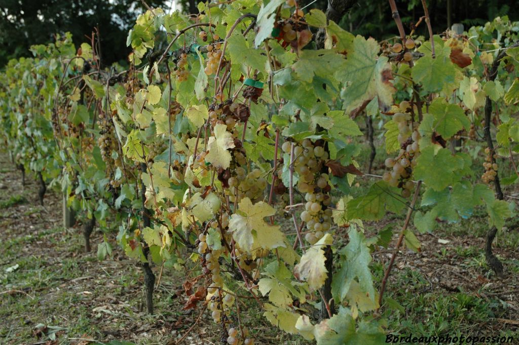 Un peu plus haut, quelques rangs de chasselas, un raisin de table très apprécié pour sa douceur.