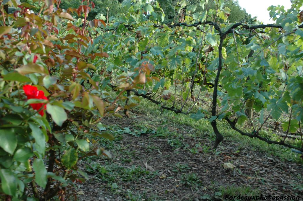 Traditionnellement, un rosier est planté en bout de rang. Plus sensible aux maladies, il prévenait autrefois le viticulteur d'une attaque de maladie.