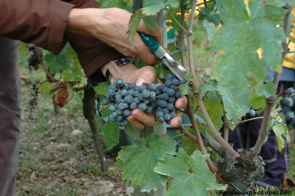 350 pieds de merlot et autant de cabernet sauvignon ont été plantés dans ce parc de la Béchade. 