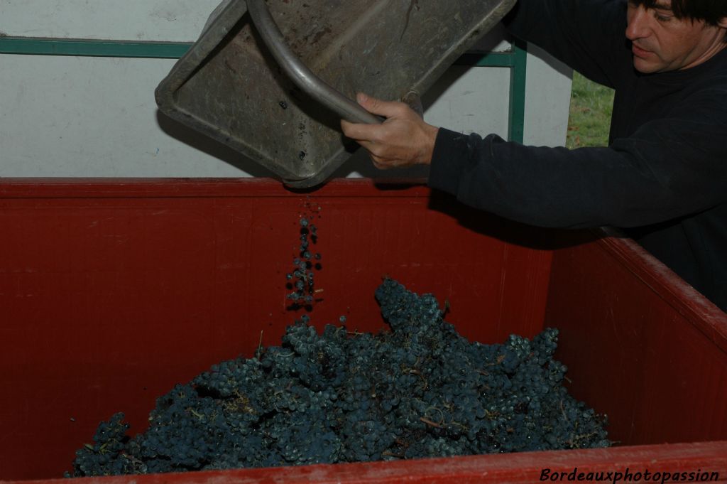 pour aller le verser dans des bacs. Un pour chaque cépage. C'est le château Dillon du lycée agricole de Blanquefort qui est chargé de la vinification.