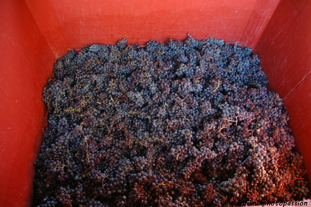 La règle voudrait qu'on assemble plus tard ces deux cépages selon la tradition des vins de l'appelation Graves : 60% de merlot et 40% de cabernet sauvignon.
