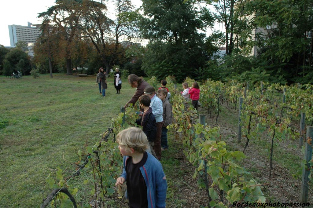 Un peu plus haut, les enfants sont attirés par les rangs de raisins de table : le chasselas...... 