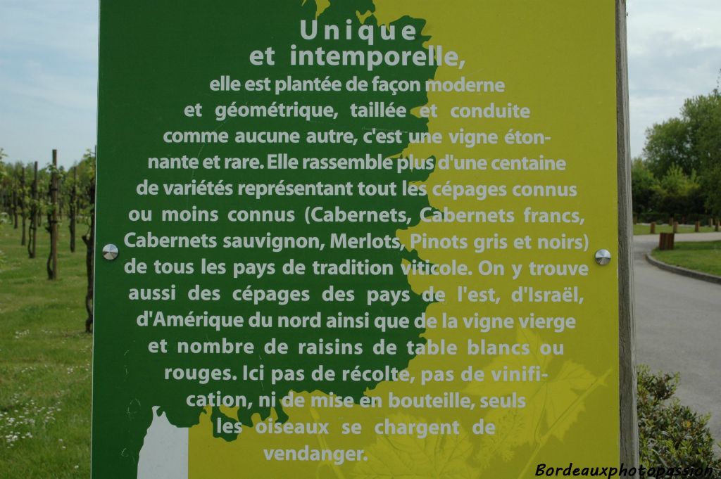 Au nord de Bordeaux, dans le quartier du lac, le parc floral de Bordeaux attend le visteur avec ses 26 ha de fleurs, de prairies, de jardins du monde. Juste à l'entrée avenue du golf, on peut admirer une sélection de cépages des plus connus aux plus rares. 