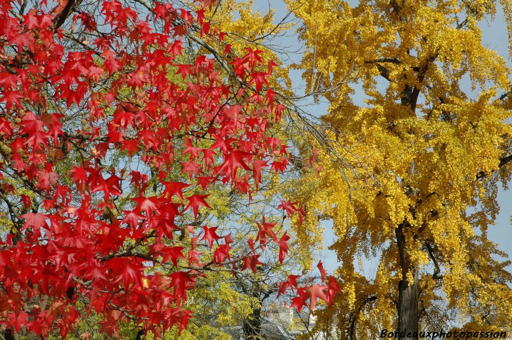 Le liquidambar met le feu au parc et le ginkgo biloba l'habille de jaune.