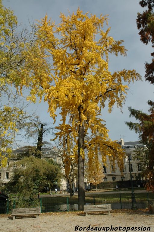 Le premier personnage a avoir ramené un ginkgo en France avait payé, pour cinq spécimens, quarante écus et les gens en voyant ce feuillage jaune doré, l'appelèrent l'arbre aux mille écus croyant voir des écus d'or.