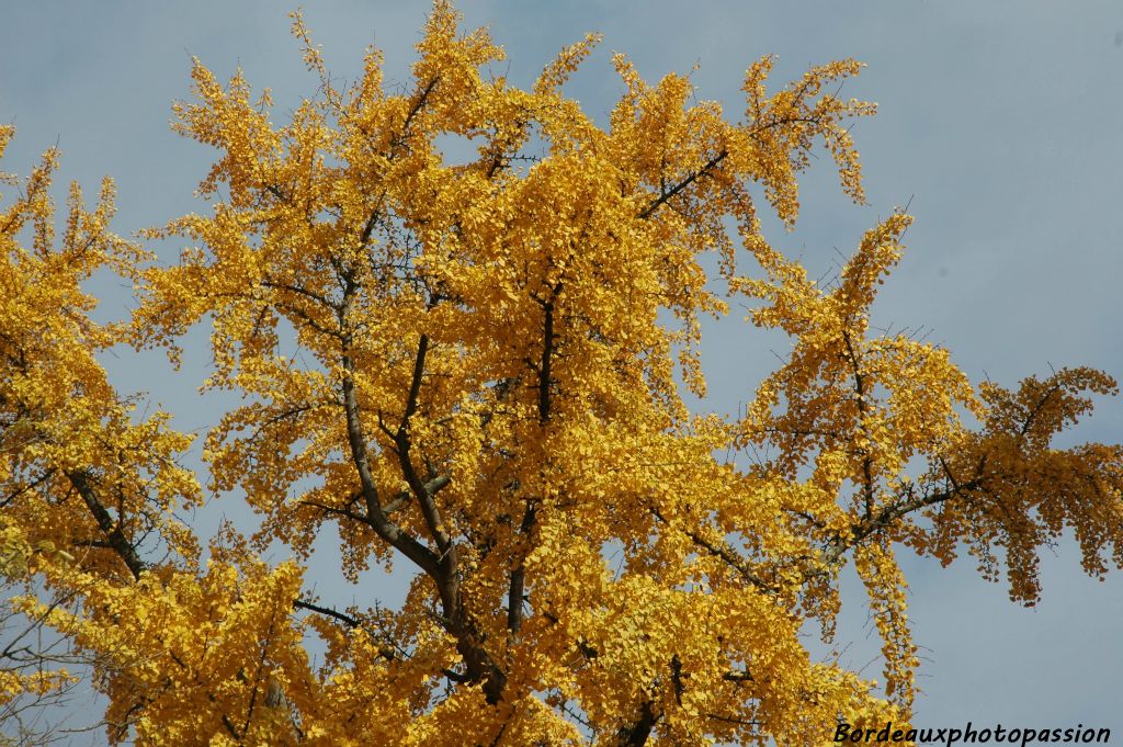 Les écus d'or sont bien là en automne.