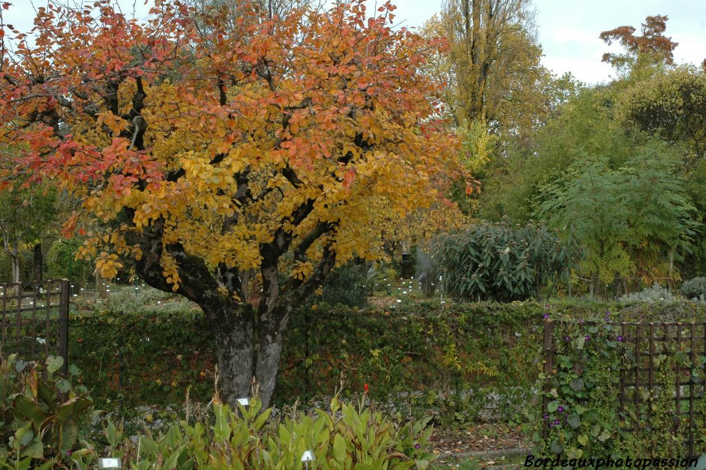 Derrière cet arbre, on peut vister le Jardin botanique et ses 3000 espèces. A noter qu'un autre Jardin botanique est implanté sur la rive droite.