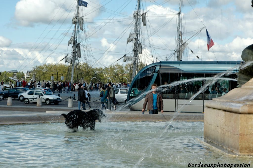 Les passagers du tramway peuvent profiter de sa présence mais tout le monde ne semble pas concerné.