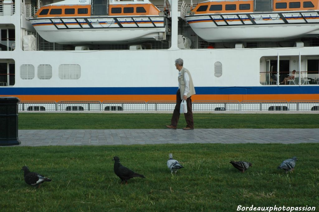 ... des pigeons, voyageurs eux aussi, venant admirer le géant des mers.