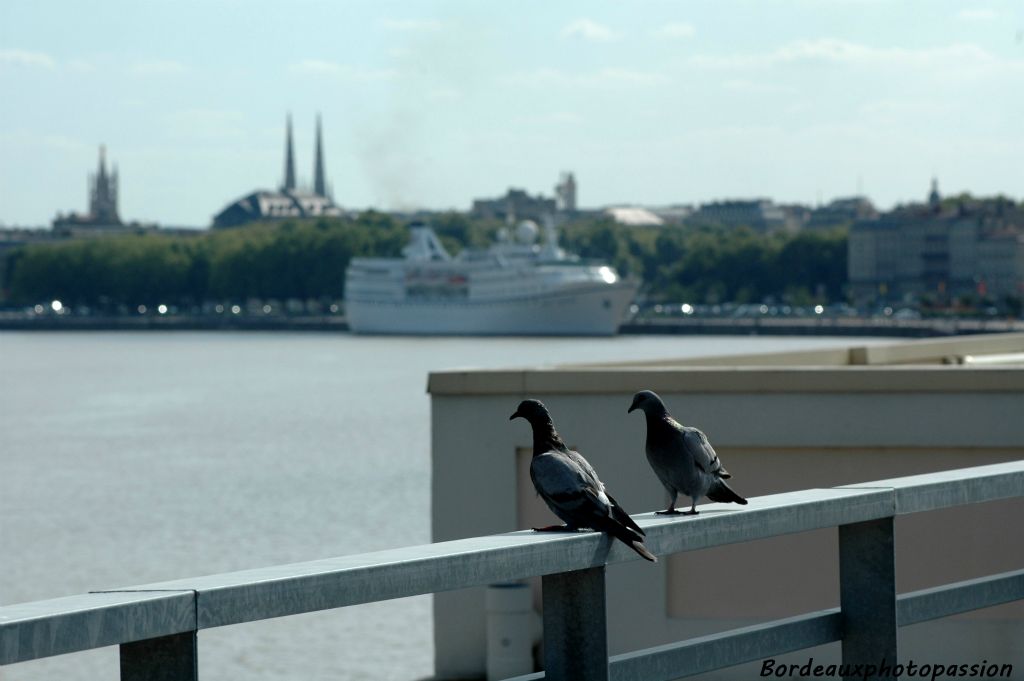 Il est 17 h, le lendemain de son arrivée et même les pigeons sont au courant du départ du navire blanc.