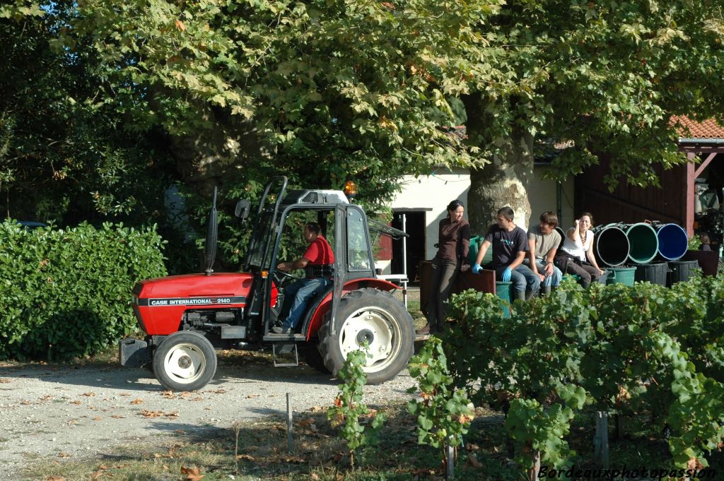 Pendant qu'une équipe coupe le raisin une autre se charge de le porter le plus rapidement possible au chai.