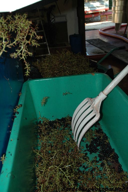 Elle est récupérée pour être envoyée plus tard à la distillerie.