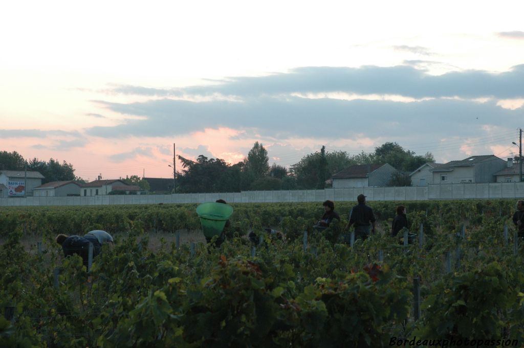 Lundi 28 septembre 2009, les premiers coups de sécateurs sont donnés lançant les vendanges d'un grand millésime. Le jour est à peine levé.