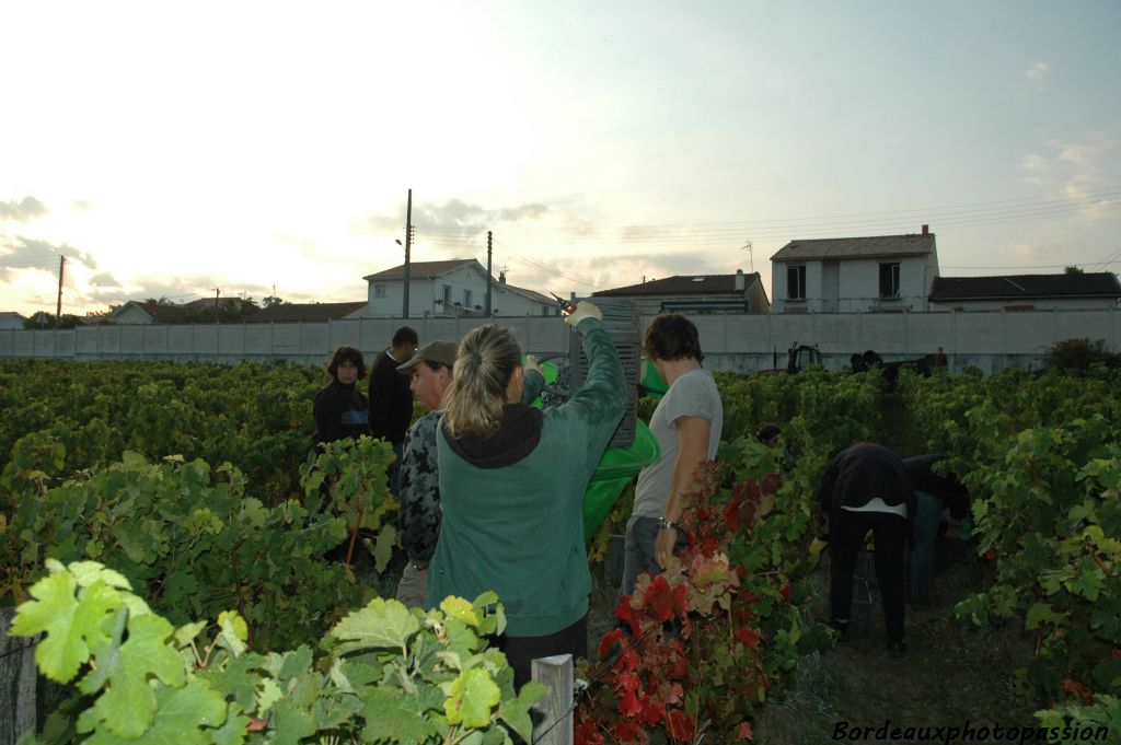 L'équipe de coupeurs et de porteurs est au complet pour les deux jours de vendanges du cépage merlot.