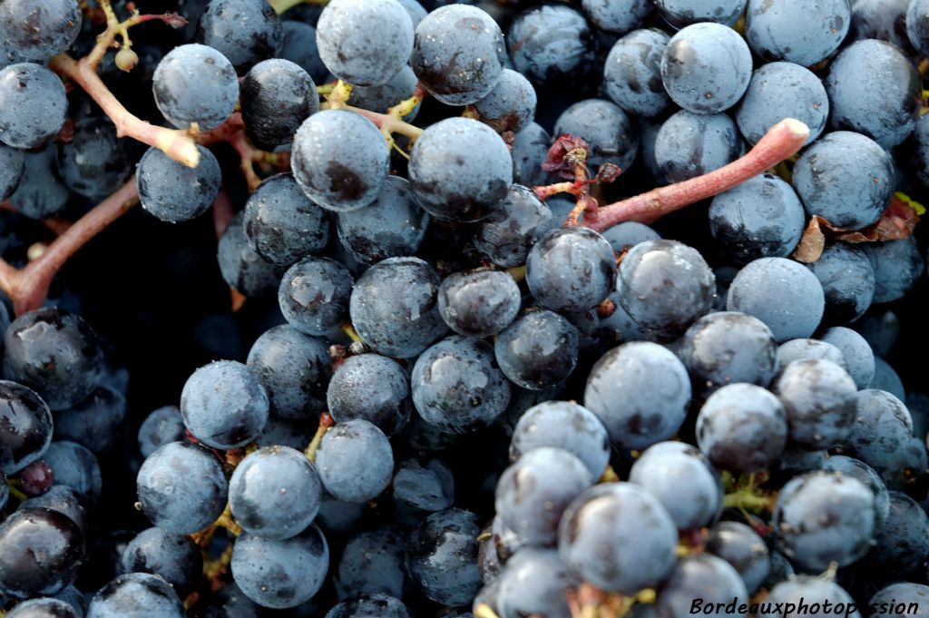Le merlot tient son nom de "petit merle" en patois. Il est vrai qu'il en a presque la couleur et que les merles peuvent en être friands.