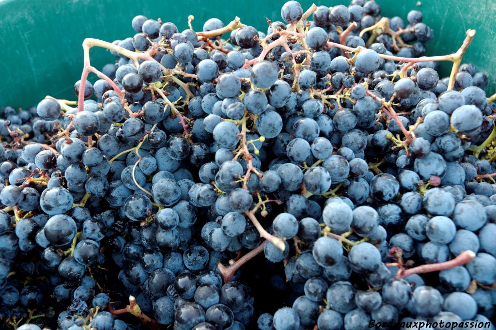 C'est un cépage que l'on trouve plutôt majoritaitrement dans les appellations Pomerol et Saint-Émilion.