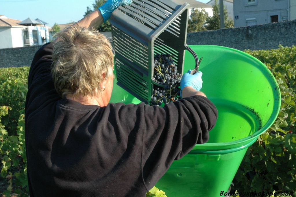 Pendant les vendanges, cohabitent trois catégories de personnel. Les coupeurs qui cueillent le raisin et remplissent un panier, les porteurs munis d'une hotte et le personnel du chai.
