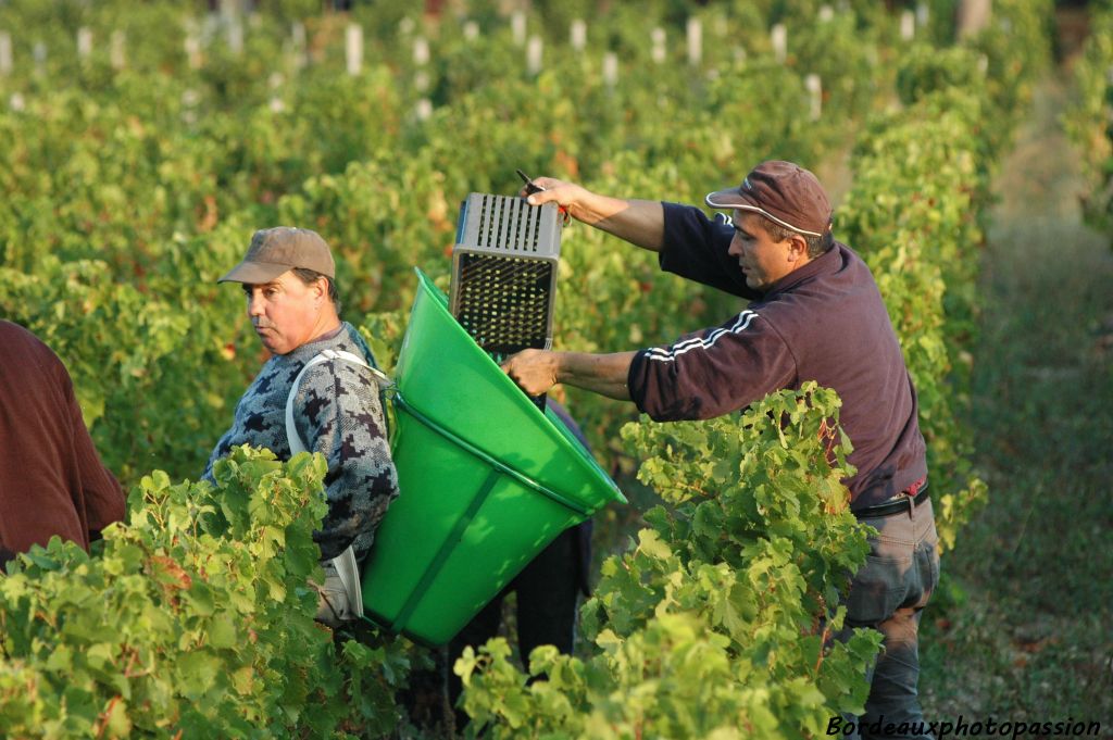 Le porteur ne se baisse pas au pied de chaque vigne. Il reste debout mais doit s'adapter au coupeur qui verse son panier dans une hotte légère.