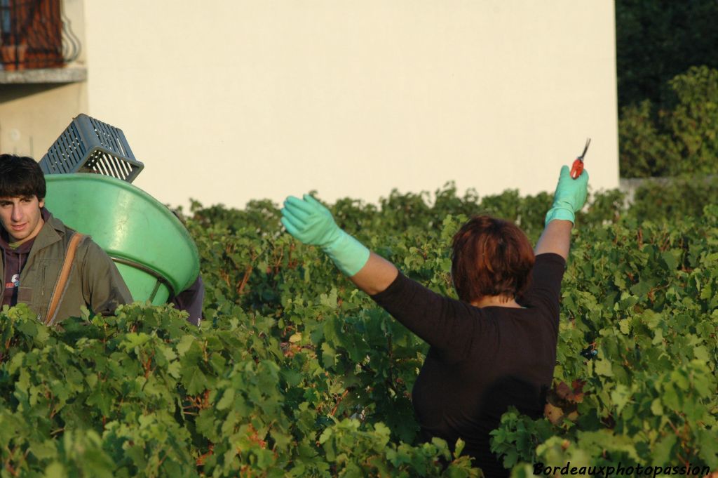 mais pas trop longtemps car  il est souvent appelé par les coupeurs pour vider leur panier.