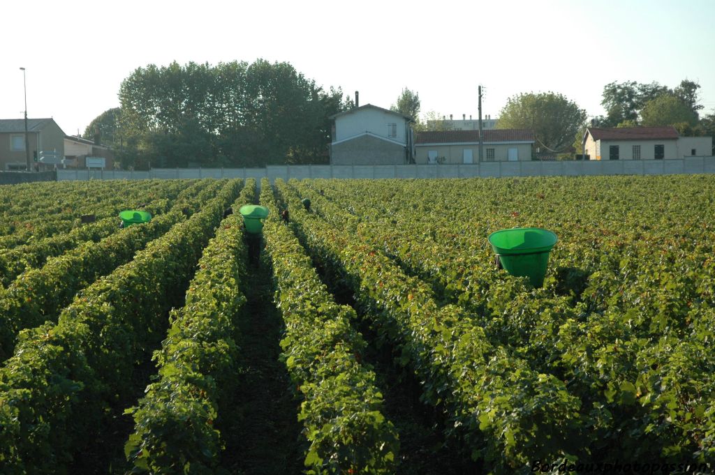 Ce sont des kilomètres qu'ils doivent parcourir du matin jusqu'au soir à travers les rangs plus ou moins longs.