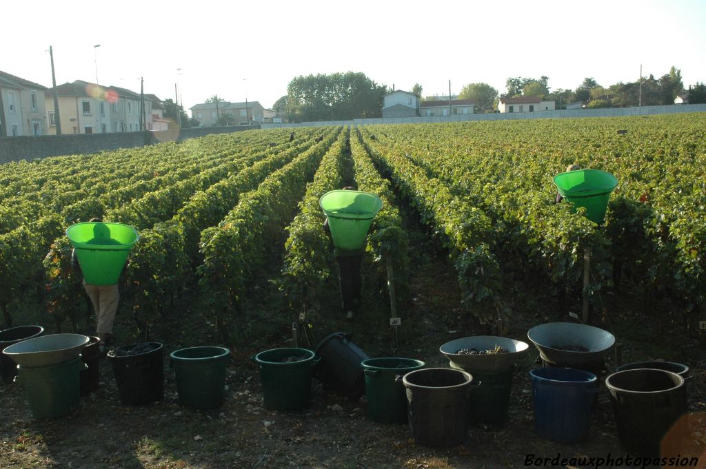 Scène typique des vendanges avec l'incessant ballet des hottes vertes à travers les rangs de merlot.